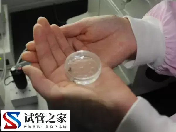 冻胚移植的适用人群有哪些(图2) 冻胚移植的适用人群有哪些(图2)