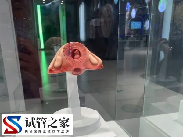 试管为什么胎停率那么高(图2) 试管为什么胎停率那么高(图2)