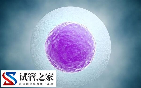 第三代试管婴儿移植6bc囊胚成功率多大(图1) 第三代试管婴儿移植6bc囊胚成功率多大(图1)