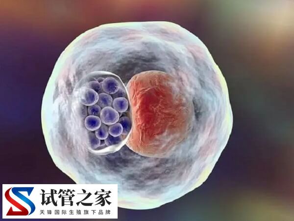 30岁amh0.06还能做试管婴儿生育健康的孩子吗?(图2) 30岁amh0.06还能做试管婴儿生育健康的孩子吗?(图2)