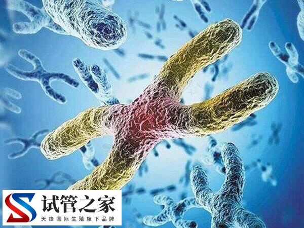 同源罗氏易位能否正常怀孕(图1) 同源罗氏易位能否正常怀孕(图1)