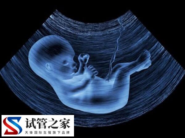 5天囊胚可不可以分辨男女(图2) 5天囊胚可不可以分辨男女(图2)