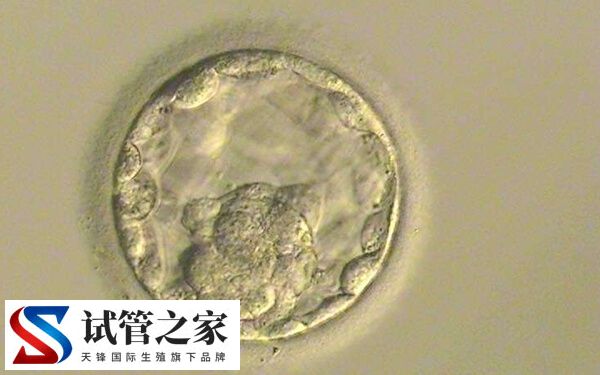 5天6天7天的囊胚有什么区别(图1) 5天6天7天的囊胚有什么区别(图1)