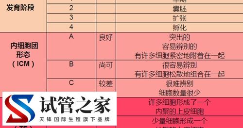 5天6天7天的囊胚有什么区别(图2) 5天6天7天的囊胚有什么区别(图2)