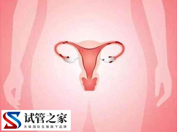 宫颈肥大做试管婴儿会不会影响着床(图2) 宫颈肥大做试管婴儿会不会影响着床(图2)