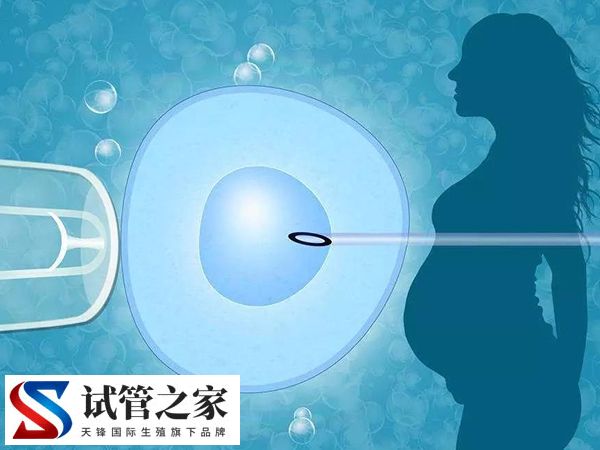 睾丸先天性发育不良镜下取精成功率多大(图1) 睾丸先天性发育不良镜下取精成功率多大(图1)