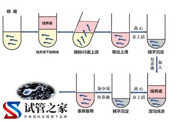 XY精子分离术是什么意思(图3) XY精子分离术是什么意思(图3)