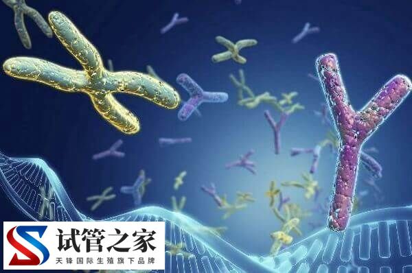 XY精子分离术的好处与危害是什么(图2) XY精子分离术的好处与危害是什么(图2)