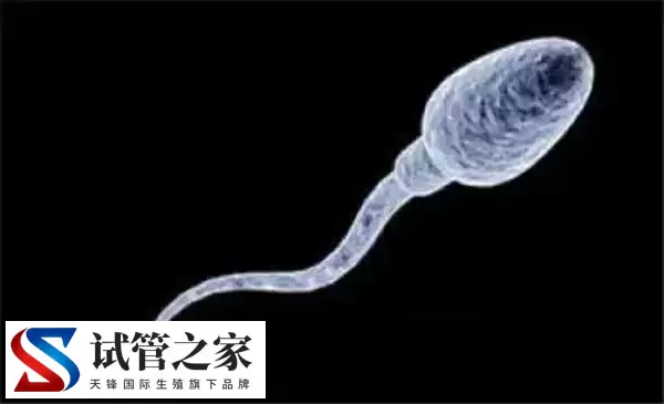XY精子分离术的好处与危害是什么(图3) XY精子分离术的好处与危害是什么(图3)