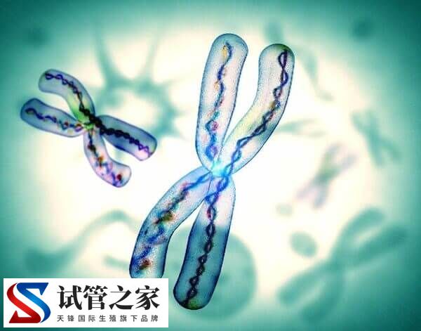 XY精子分离术的好处与危害是什么(图4) XY精子分离术的好处与危害是什么(图4)