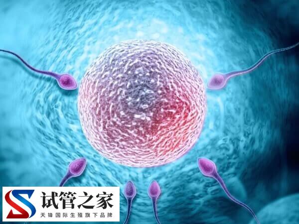 6cb囊胚还能不能移植(图2) 6cb囊胚还能不能移植(图1)