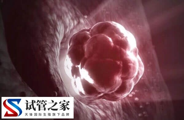 6cb囊胚还能不能移植(图3) 6cb囊胚还能不能移植(图2)