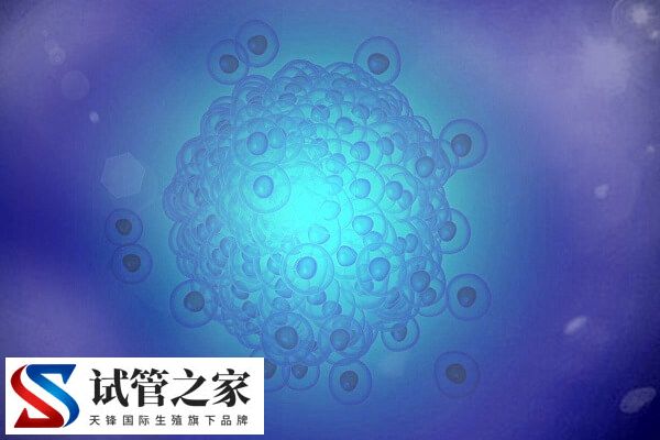 什么原因造成一卵多精(图1) 什么原因造成一卵多精(图1)