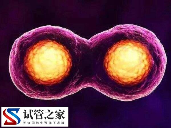 什么情况下囊胚需要辅助孵化(图3) 什么情况下囊胚需要辅助孵化(图3)