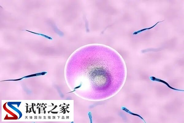 试管婴儿会不会弄错精子卵子(图2) 试管婴儿会不会弄错精子卵子(图2)