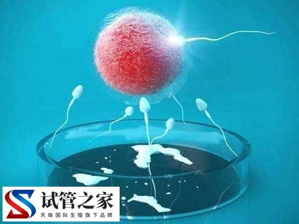 试管婴儿出现多精入卵怎么办(图1) 试管婴儿出现多精入卵怎么办(图1)