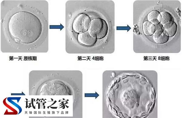 养囊成功的是不是优质囊胚(图1) 养囊成功的是不是优质囊胚(图1)
