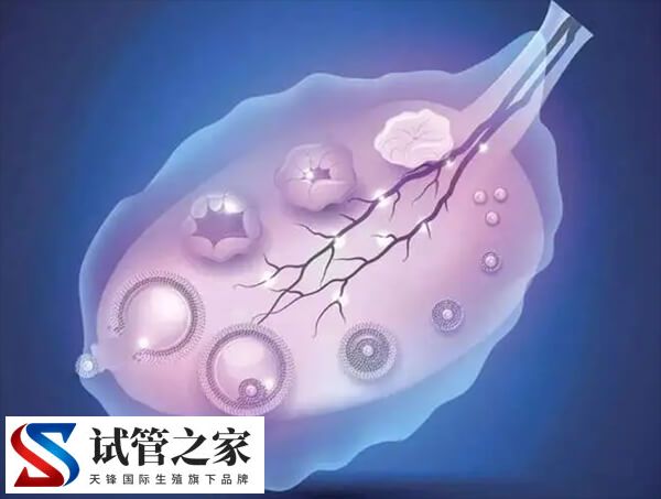 试管促排长得慢影不影响质量(图1) 试管促排长得慢影不影响质量(图1)