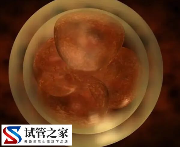 胚胎质量不好的原因和女性肥胖有关系吗?(图1) 胚胎质量不好的原因和女性肥胖有关系吗?(图1)