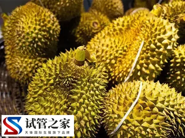 促排吃榴莲好不好(图1) 促排吃榴莲好不好(图1)