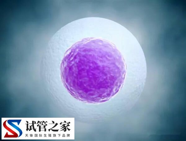 试管短方案取卵只取到一个怎么回事(图2) 试管短方案取卵只取到一个怎么回事(图2)