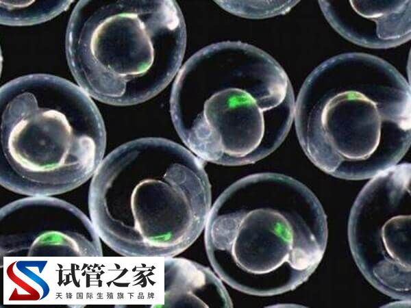 世界上有没有卵子库(图2) 世界上有没有卵子库(图2)