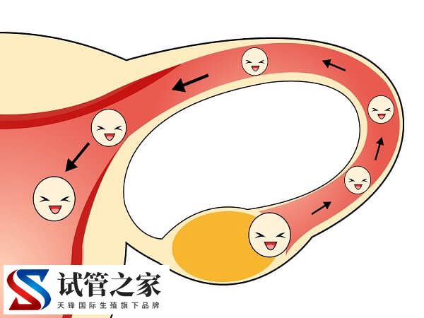 女性不孕是不是排卵障碍导致的(图2) 女性不孕是不是排卵障碍导致的(图2)