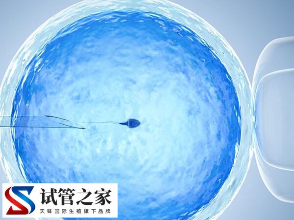 试管婴儿囊胚培养技术是什么(图1) 试管婴儿囊胚培养技术是什么(图1)