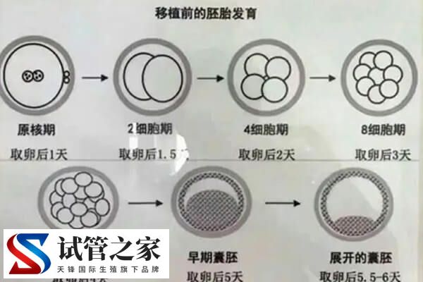 4天的胚胎和5天的胚胎质量哪个好(图1) 4天的胚胎和5天的胚胎质量哪个好(图1)