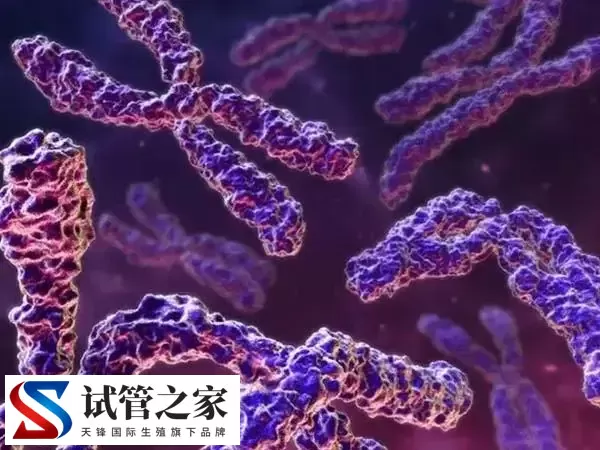 女方染色体异常三代试管成功率多少(图1) 女方染色体异常三代试管成功率多少(图1)