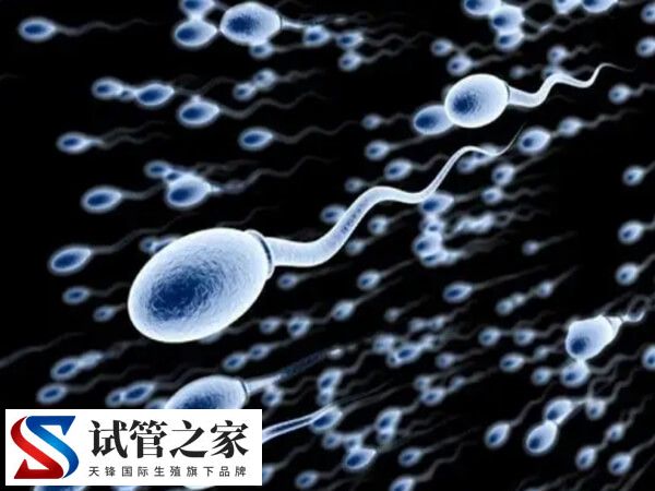 试管婴儿取精怎么取(图1) 试管婴儿取精怎么取(图1)