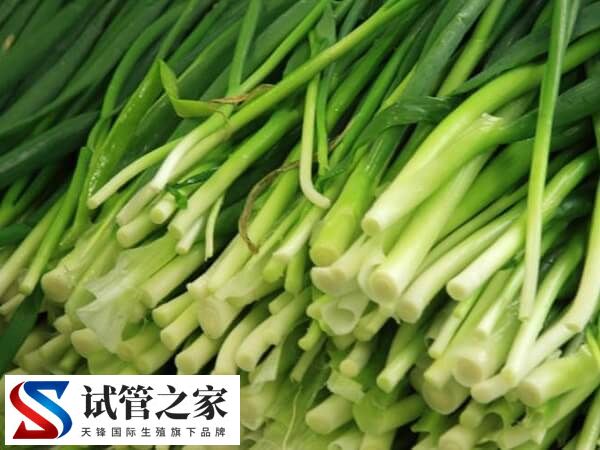 为什么鲜胚移植后不建议吃韭菜(图1) 为什么鲜胚移植后不建议吃韭菜(图1)