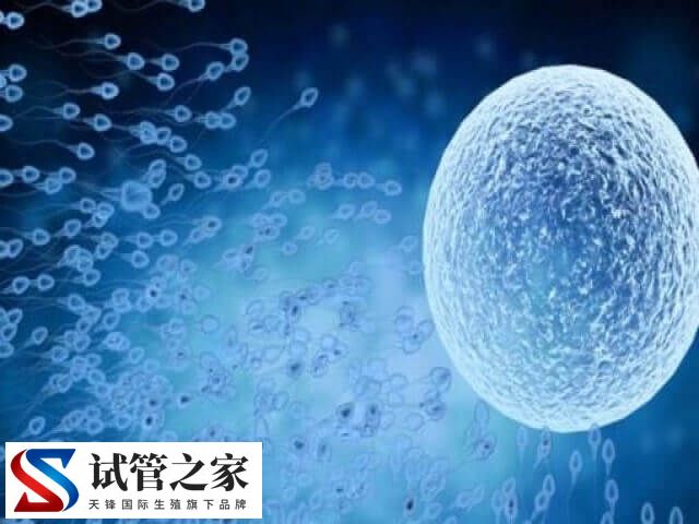 鲜胚移植是怎么移植(图1) 鲜胚移植是怎么移植(图1)