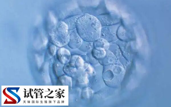试管婴儿胚胎碎片多该怎么办(图1)