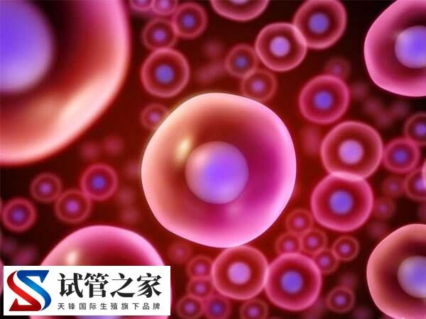 为什么试管促排会有空泡(图1) 为什么试管促排会有空泡(图1)