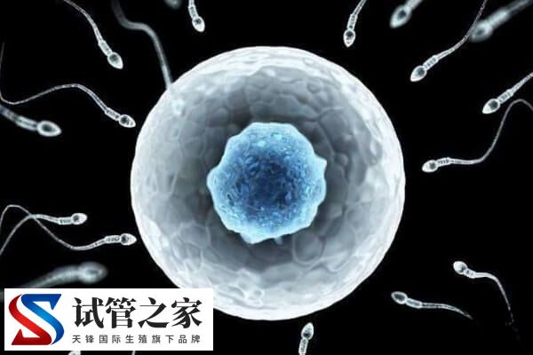 无精子症能不能生育(图1)