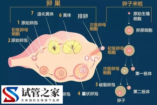 怎么判断优势卵泡(图1) 怎么判断优势卵泡(图1)