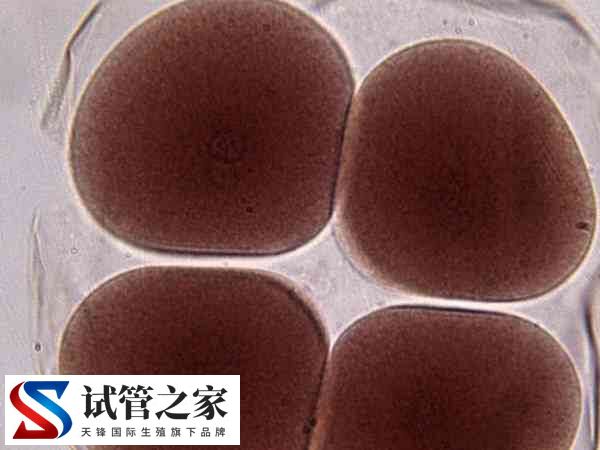 内膜7mm移植囊胚成功率是多少(图1)