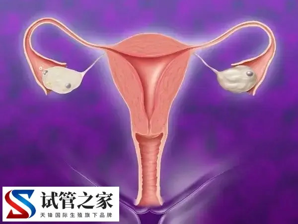 卵巢早衰多久才能二次移植胚胎(图1)