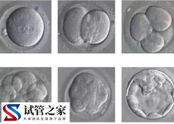 8c1胚胎着床率高不高