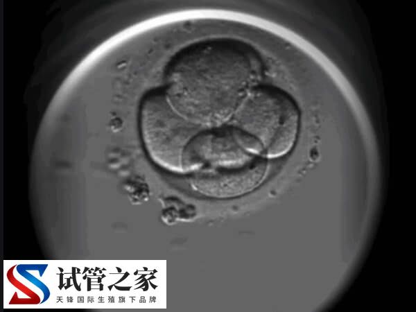 8c1胚胎着床率高不高(图2)