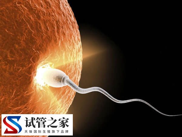 取卵12个一般能配几个受精卵？