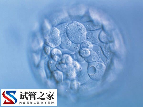 46岁经期正常的高龄女性卵子质量好不好