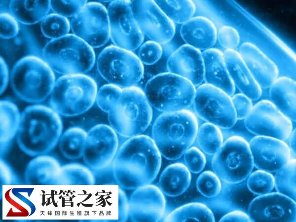 促排后左右卵巢一共有36个卵泡怎么回事？