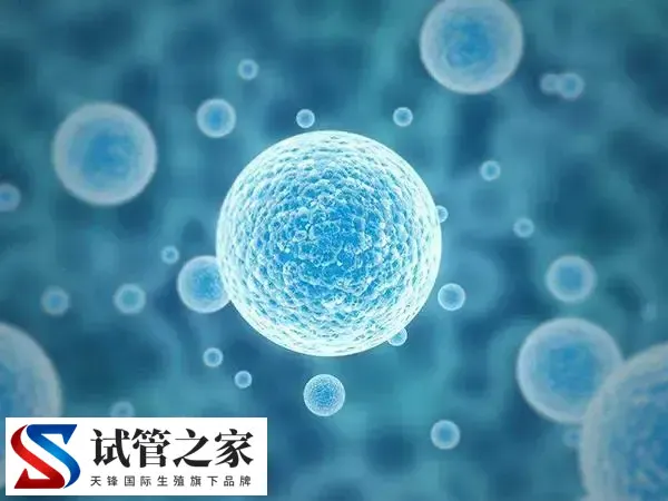 移植冻胚为什么提前一天解冻(图1)