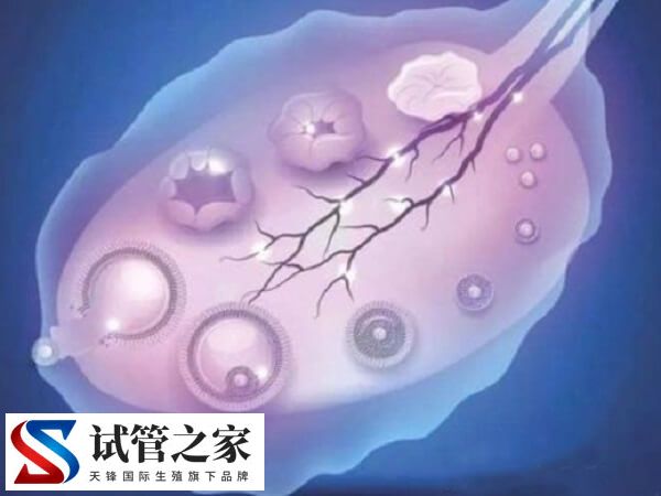 卵巢偏小会不会影响怀孕
